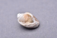 muschel-quarz-opt-696x464